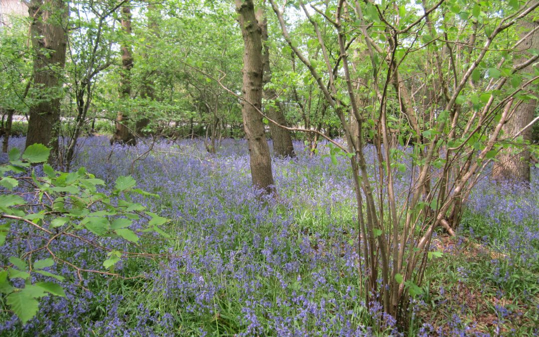 Hagbourne Copse West Swindon