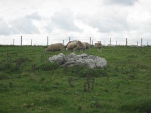 Sheep and sarsen stones - Wiltshire's Sarsen Stones
