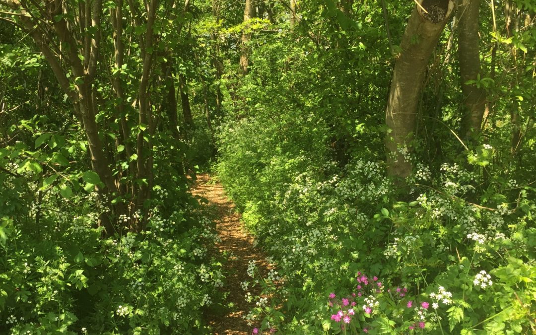 Greendown Copse in Grange Park