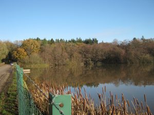 Braydon Pond - The Great Forest of Braydon