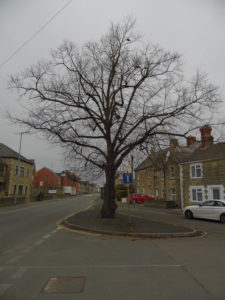 Tree on Ermin street Swindon showing the split where Sgt Barbeau's Spitfire hit it.