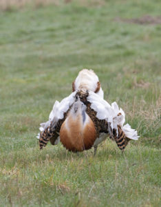 The great bustard showing his display