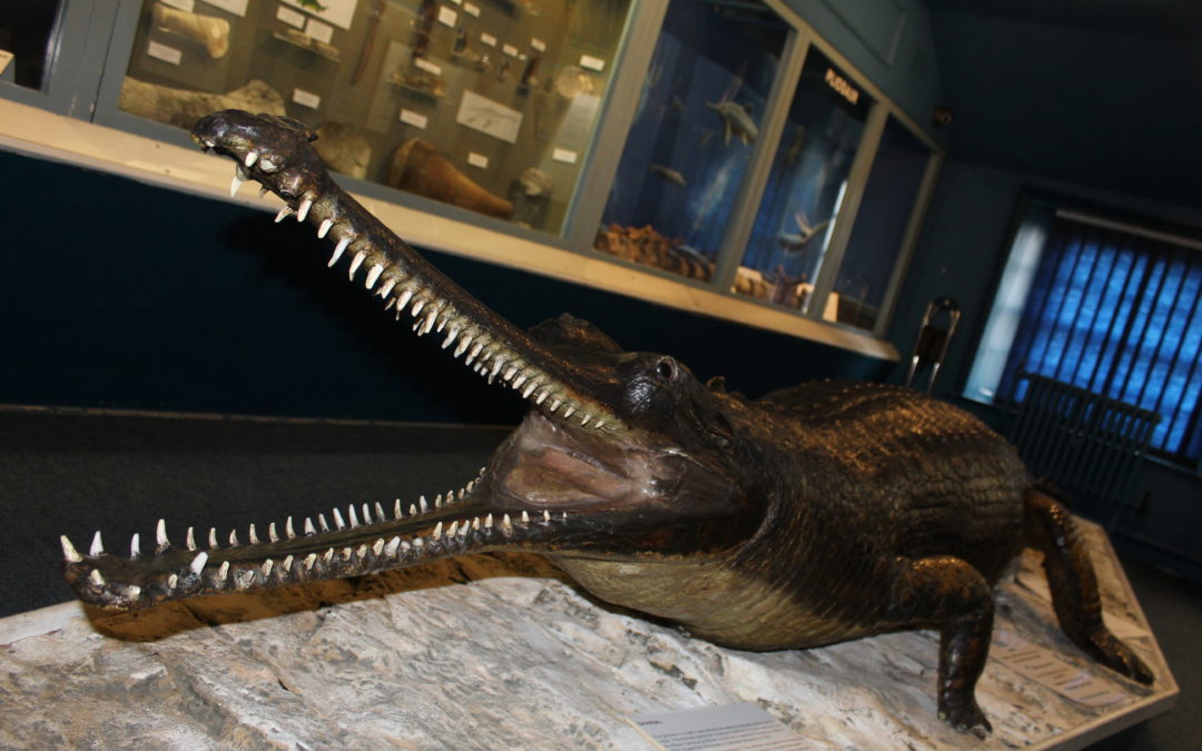 Swindon’s Famous Crocodile