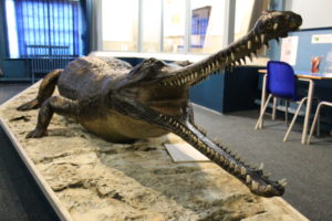 The gharial in swindon museum