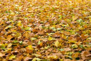 a carpet of autumn leaves - We say Autumn – you say Fall