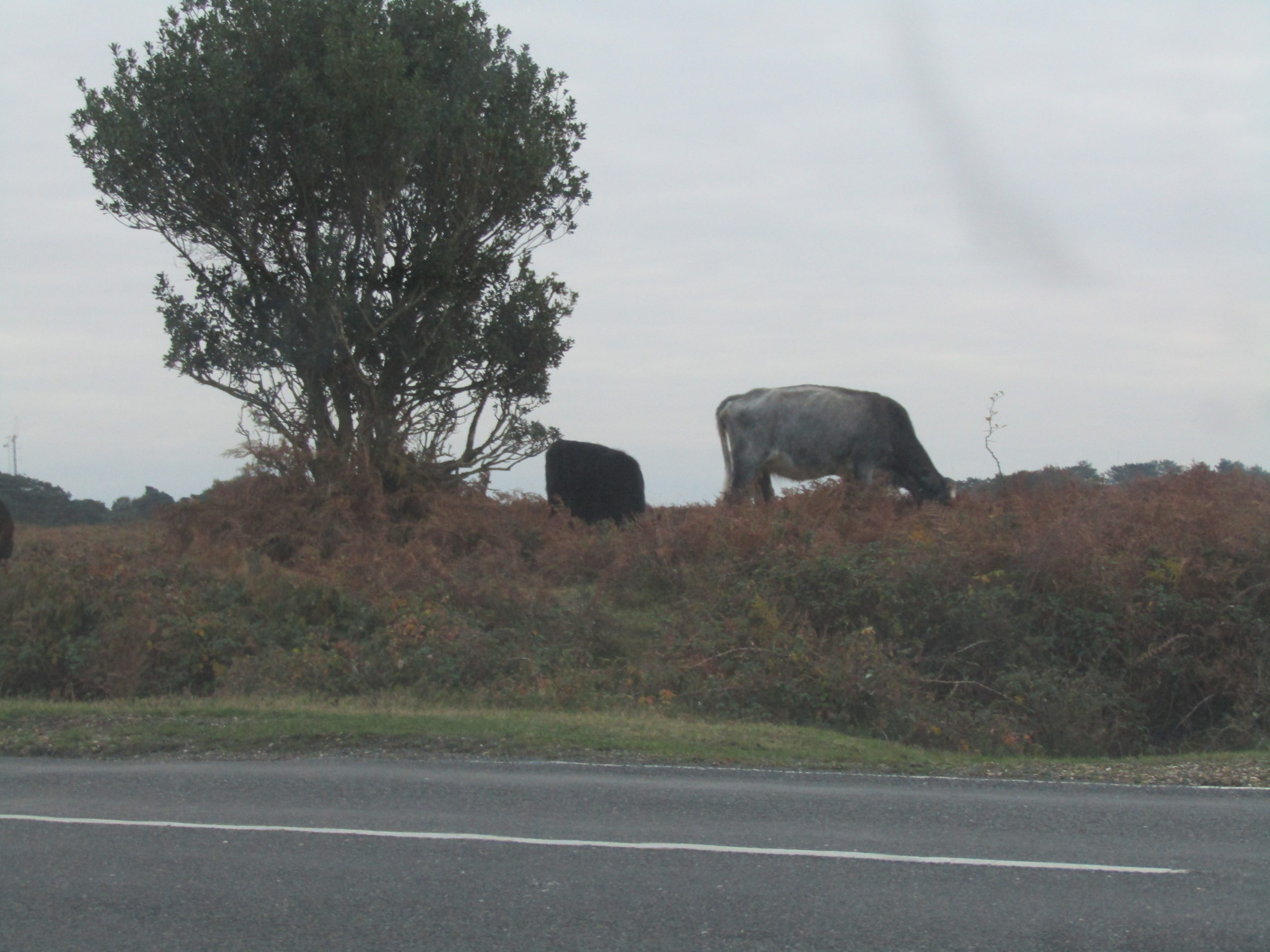 Cattle in the new forest