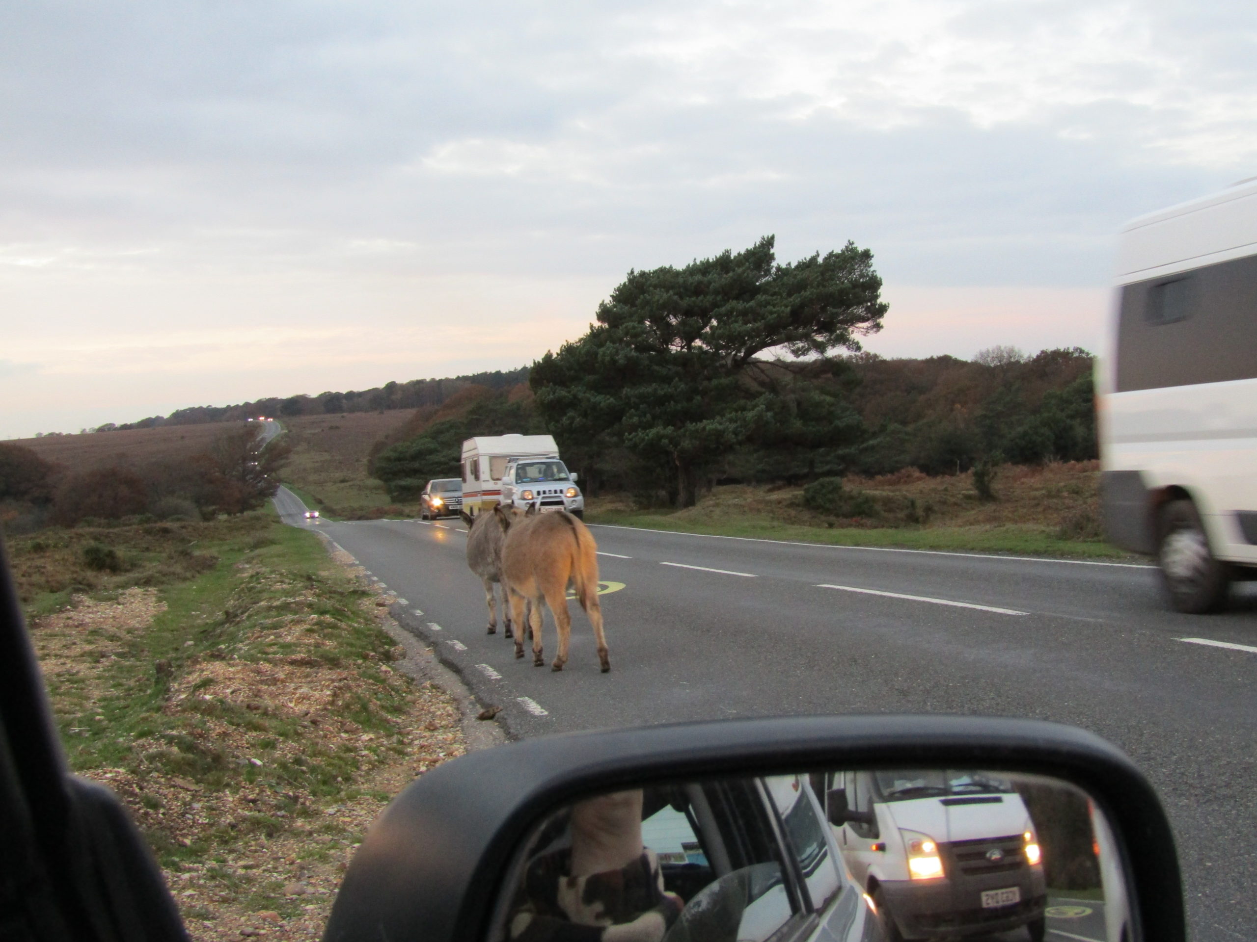 Donkeys in Wiltshire's new forest