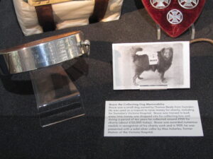 Bruce the collecting dog in swindon's museum and art gallery