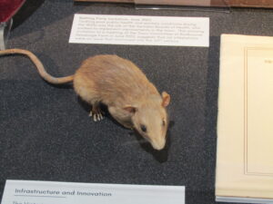 Stuffed rat on display at MAAS