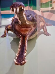 The Swindon Crocodile Returns - the gharial in museum and art Swindon