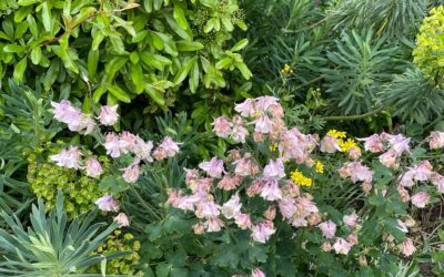 Southwest in Bloom Judges Visiting